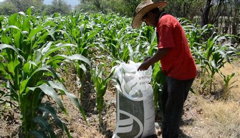 Fertilizantes Para El Bienestar Será Nacional En Beneficio De 2 Millones De Productores