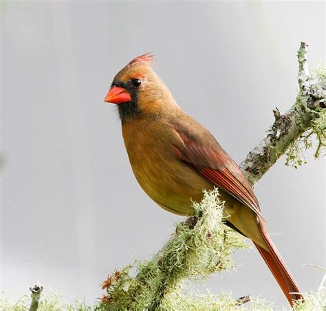 Northern Cardinal Wikipedia Northern Cardinal Cardinal Backyard Birds