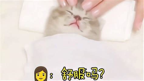 带着猫咪去做spa，网友：“我羡慕了”搞笑萌宠好看视频