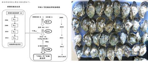 喻子牛研究团队成功培育出“华南1号”牡蛎新品种 热带海洋生物资源与生态重点实验室