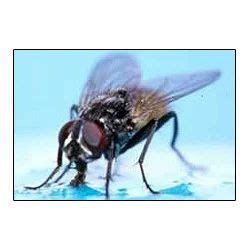 Method Of Housefly Control in Shastri Nagar, Jaipur, Ravi Raj Agri ...