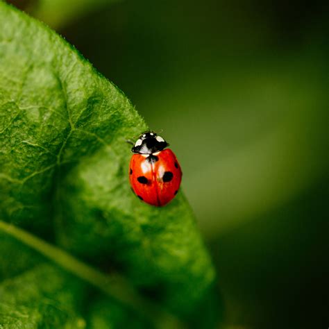 Ladybug vs. Asian Lady Beetle: How to Tell the Difference - Parade Home