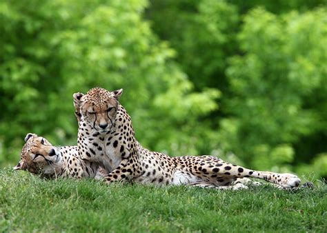 Two Adult Cheetahs Cheetahs Couple Grass Predators Lie Hd