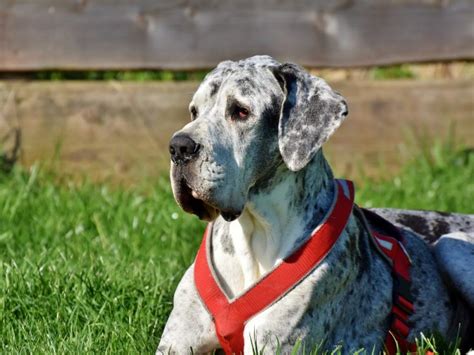 Cuándo deja de ser un cachorro un Gran Danés Blog de ADOPTA un Animal