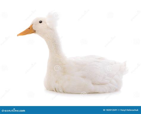 Sitting Beautiful White Duck Isolated Stock Image Image Of Innocence