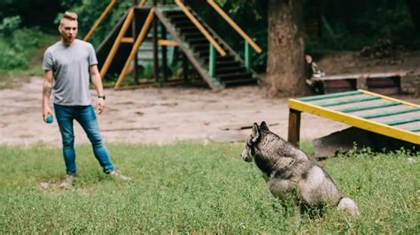 4 Clever Ways To Train Your Siberian Husky Puppy