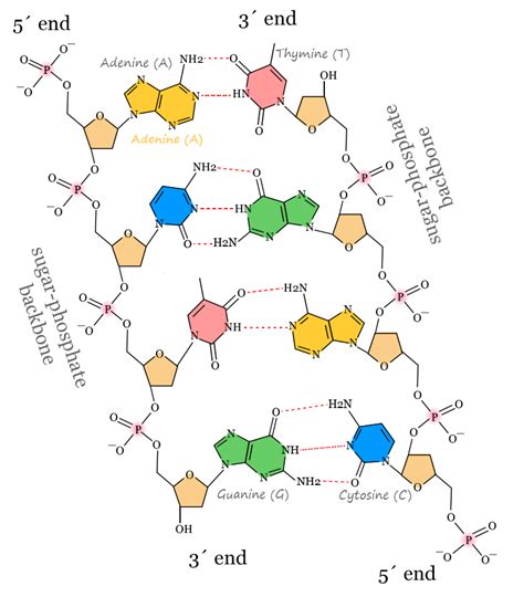 Deoxyribonucleic Acid DNA Structure Types Technology