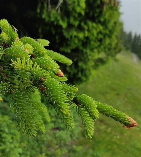 Sirop De Bourgeons De Sapin