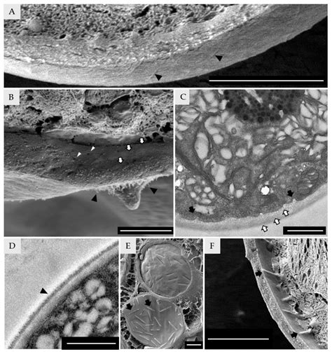 Diversity Free Full Text Low Temperature Scanning Electron