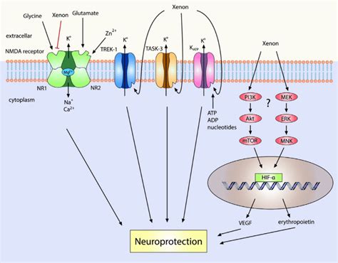 The Mechanism Of Action Of Xenon The Nmda Receptor Is A Heterotetramer