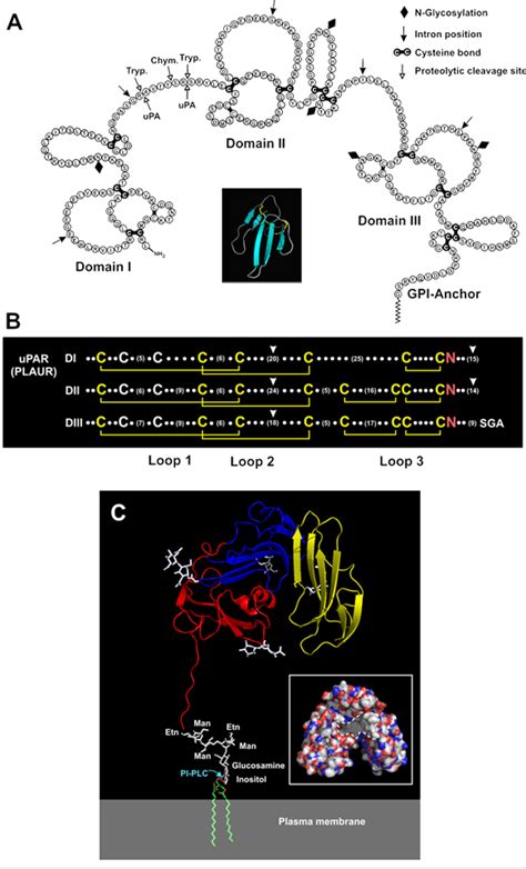 Plaur Plasminogen Activator Urokinase Receptor