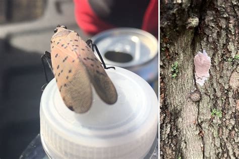 8 Ways To Battle The Spotted Lanternfly In NJ