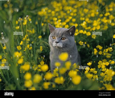 Domestic Cat House Cat Chartreux Felis Silvestris F Catus Sitting