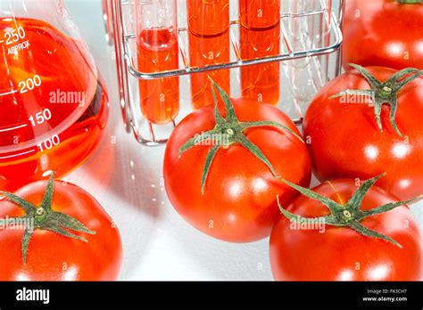 Vegetable Test Tomato Genetic Modification Scientific Experiment