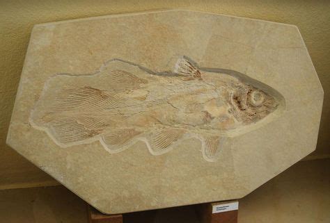 100+ Best Ancient Fish images | ancient fish, fossils, paleontology