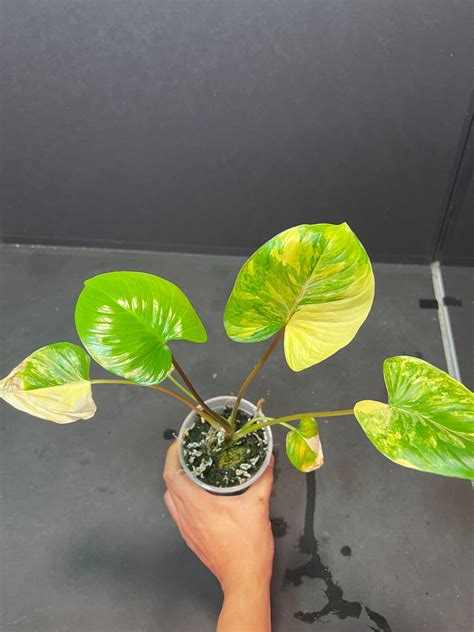 Homalomena Rubescens Variegated Us Seller Etsy