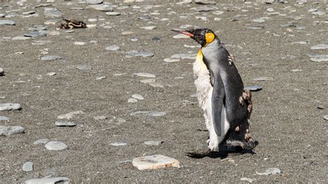 Follow North : King Penguins of South Georgia Island