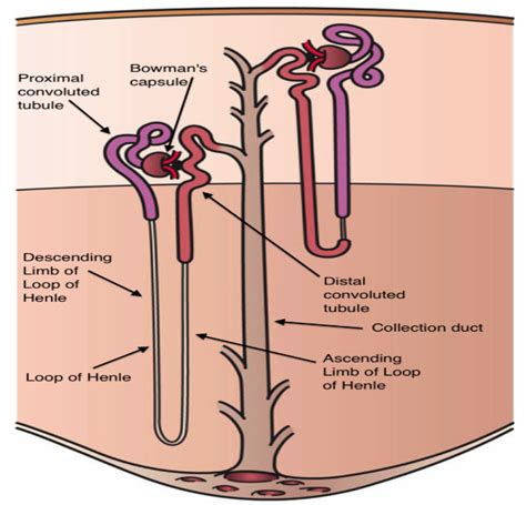 Aggregate 144 Draw The Structure Of Nephron Latest Seven Edu Vn