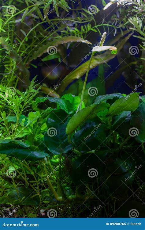 Anubias Nana White Flower Stock Image Image Of Sturdy 89280765