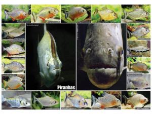 Aqualog Piranhas Poster with 20 color photos of the nicest or most interesting Piranhas fishes