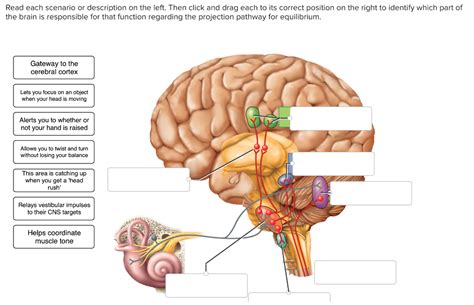 Equilibrium Anatomy Anatomical Charts Posters