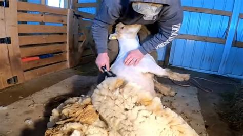 Sheep Shearing From Fluff To Fabulous Shearing Sheep With A