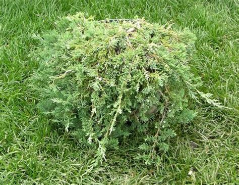 Купить можжевельник Глаука. Juniperus horizontalis Glauca саженцы ...