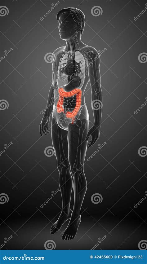 Anatomie Masculine De Gros Intestin Illustration Stock Illustration