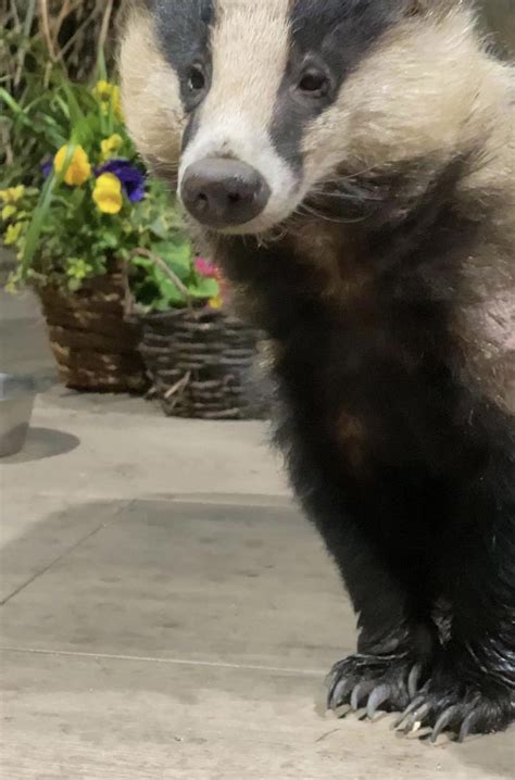 Mr Lumpy & Friends on Twitter: "Sunday smiles Mr Lumpy and flowers what could be better 😍🐾🐾 ️…