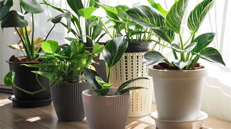 Estas Plantas Son Ideales Para Purificar El Aire De La Casa Y Las