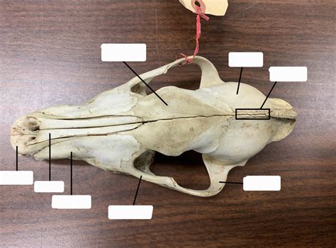 Diagram Of Mammal Skull Dorsal View Quizlet