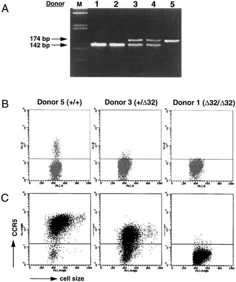 Expression Of Ccr5 On T Cells From Normal Heterozygous Δ32