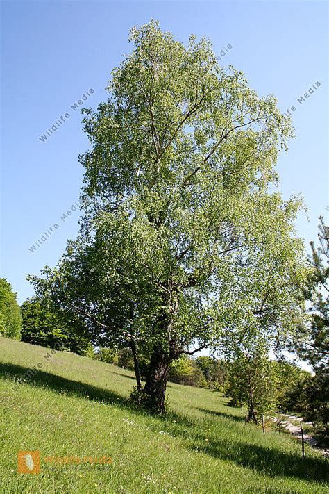 Bestellen - Birke (Betula pendula) Bild - Bildagentur