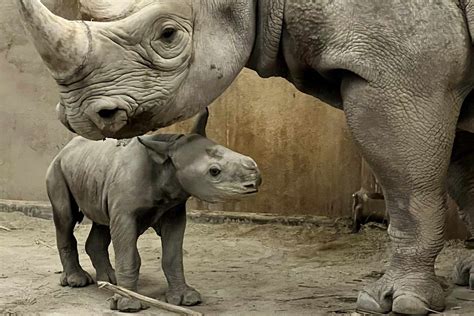 Kansas Zoo Welcomes Critically Endangered Eastern Black Rhinoceros