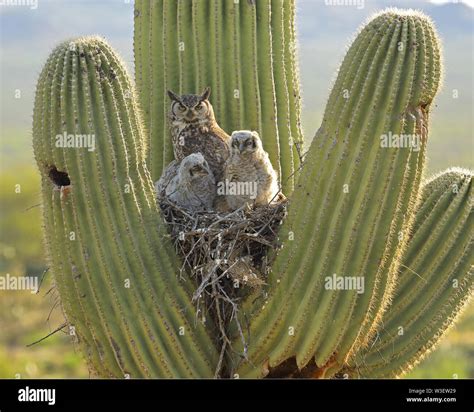 Great Horned Owl Bubo Virgininus Sonoran Desert Arizona In Nest In