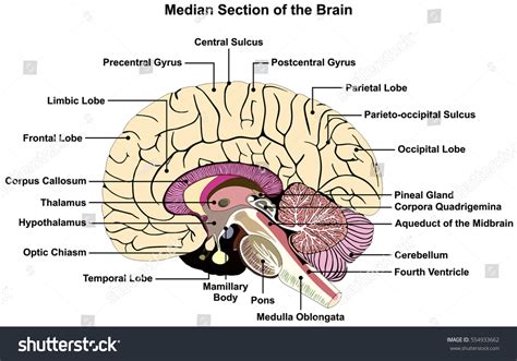 Median Section Human Brain Anatomical Structure Hình minh họa có sẵn