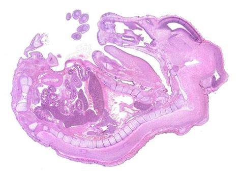 Slide Scanning Clinical Research Solutions Nikon Instruments Inc