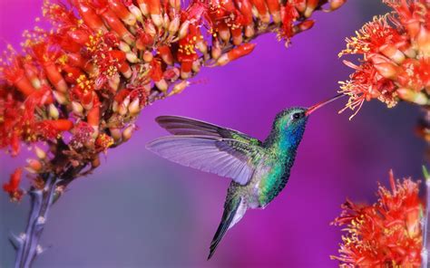 Wallpaper Birds and Flowers (61+ images)