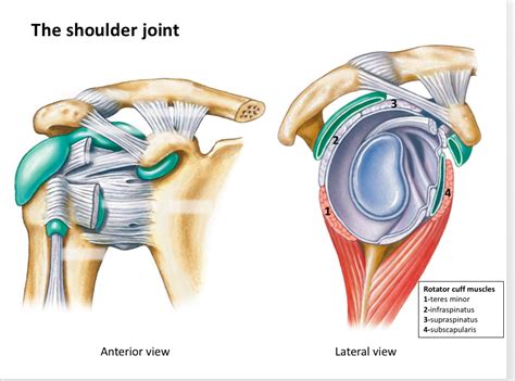 Anatomy The Shoulder Joint Diagram Quizlet