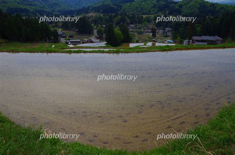 北五百川の棚田 田植えの終わった頃 写真素材 4129213 フォトライブラリー Photolibrary