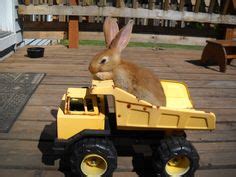 Leroy My Baby Flemish Giant Woodworking Guide Custom Woodworking