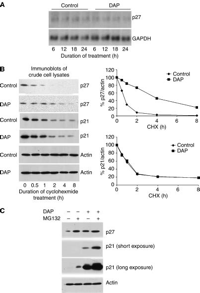 Dap Induced P21 Increases P27 By Inhibiting P27 Degradation A Total Download Scientific