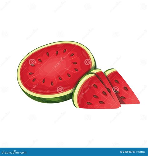 Half Watermelon And Slices Stock Vector Illustration Of Slice 248048709