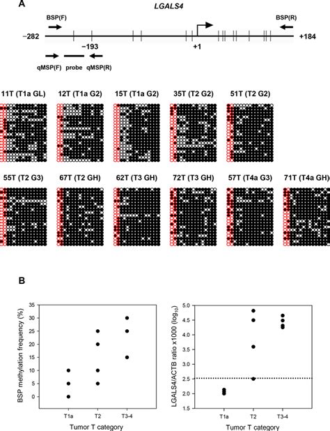 Results Of Bisulfite Sequencing Pcr Bsp And A Comparison Of Lgals