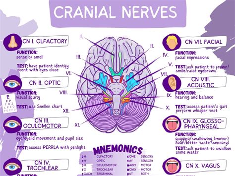 Cranial Nerves Functions Worksheet Template Student Nurse Review