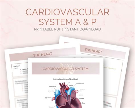 Cardiovascular System A And P Study Guide Nursing Notes The Etsy Uk