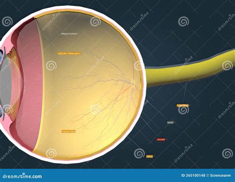 Structure Of The Human Eye And Anatomy Of Vision Stock Illustration