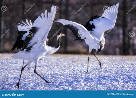 Two Japanese Red Crown Cranes In Winter At Tsurui Ito Tancho Crane