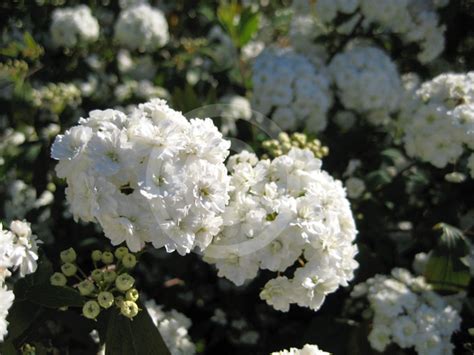 Spiraea Cantoniensis Flore Pleno May Bush Information And Photos