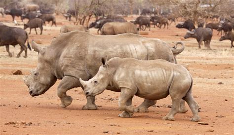 World Rhino Day 2016 10 Facts About Rhinos